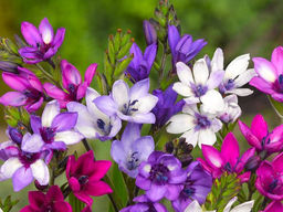 Бабиана Стрикта смесь (Babiana Stricta Mix) 10шт