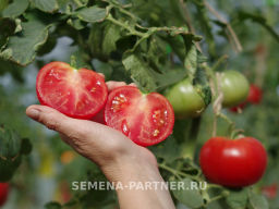 Томат Наша Маша F1 - Партнер фото 4