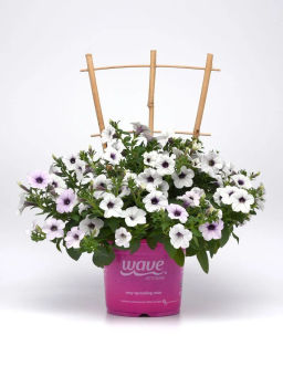 Петуния Тайдел Вэйв Сильвер ампельная многоцветковая - Партнер фото 9