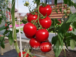 Томат Мирандалина F1 - Партнер фото 3