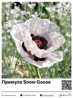 Мак Snow Goose