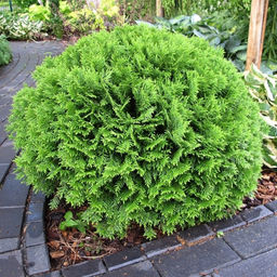 Туя западная Глобоза - Долина роз фото 2