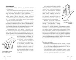 Язык тела. Фентон С. - Колибри фото 7