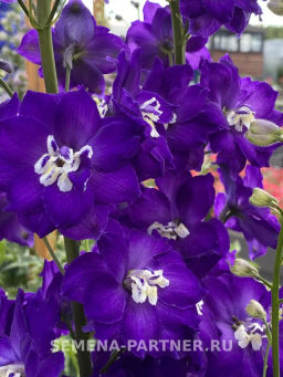 Дельфиниум Перпл Пейшен - Партнер фото 6