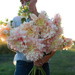 Георгина Break Out (Декоративная) - Голландские луковицы фото 2