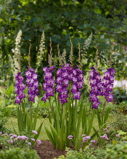 Гладиолус Hallowy - Голландские луковицы фото 3