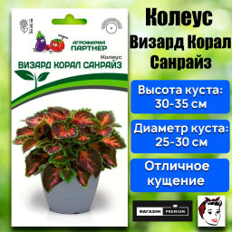 Колеус шлемниковидный Визард Корал Санрайз - Партнер фото 2