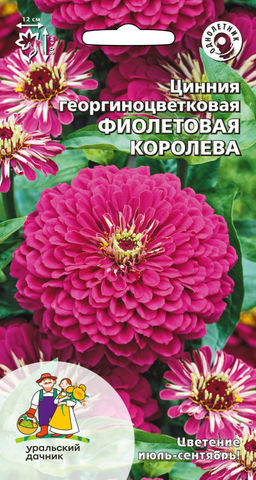 Цинния ФИОЛЕТОВАЯ КОРОЛЕВА георгиноцветковая