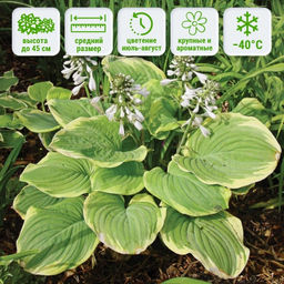 Хоста Фрагрант Букет