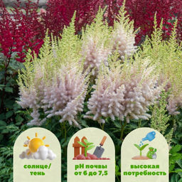 Астильба Милк энд Хоней - Долина роз фото 2