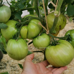 Дейн Куэнчи - Tomatia фото 3