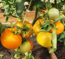 Томат ЯНТАРНЫЙ МЁД Весь увешан плодами! Находка для гурмана! Крупные, мясистые, золотисто-янтарные плоды! Медовый аромат! - Уральский дачник фото 3