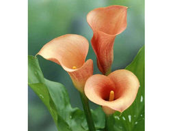 Калла Mozart (Моцарт) - Долина роз фото 2