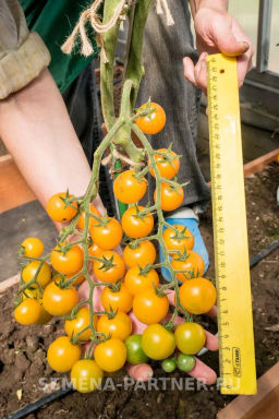 Томат Черри Краски - Партнер фото 5