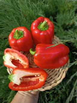 Перец КРАСНАЯ ЗВЕЗДА F1  Толстые стенки! Обильно урожайный! Необыкновенно вкусный, откусив  не возможно остановиться! Ароматный! - Уральский дачник фото 4