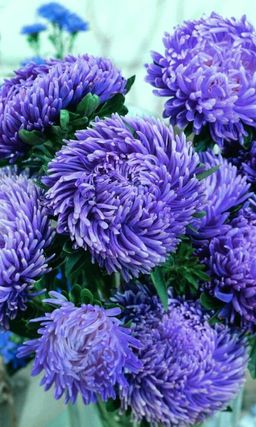 Астра МАРШ АВИАТОРОВ ГОЛУБОЙ Тип комплимент