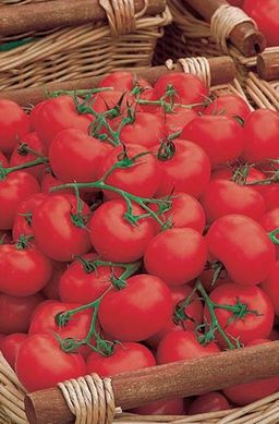 Томат БЕЗРАССАДНЫЙ Созревает одним из самых первых! - Уральский дачник фото 2