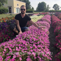 Петуния Итальянка Анита каскадная розовая - Партнер фото 6