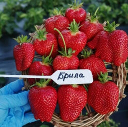 Клубника Брилла А 10шт/пучок