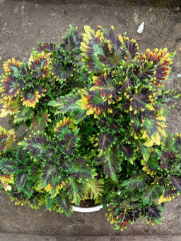 Колеус Кингсвуд Карнавал - 1000корней фото 2