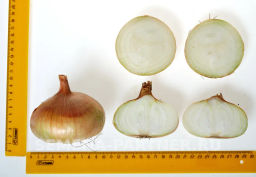 Лук репчатый Штуттгартер Ризен - Партнер фото 6