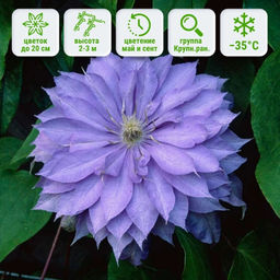 Клематис Кантес Оф Лавлейс