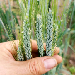 Пшеница Полбяная Маха - Triticum Macha