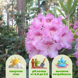 Рододендрон Хельсинки Университет