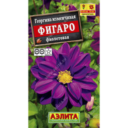 Георгина Фигаро фиолетовый махровый 7шт. (Аэлита)