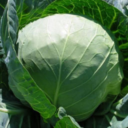 6257U Капуста белокочанная Орфей F1 10шт