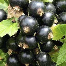 Смородина черная Валовая