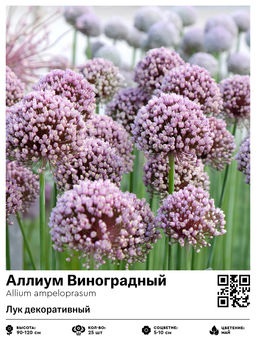 Аллиум Виноградный (Лук декоративный)