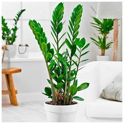 Замиокулькас, горшок 0,3 л