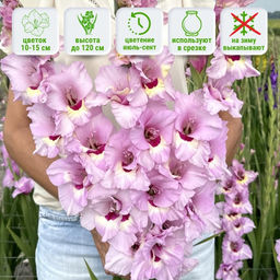 Гладиолус Замора 5 шт