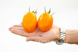 Томат Оранжевый Папа - Партнер фото 5