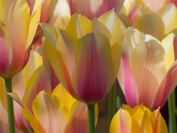 Тюльпан Long Lady (Лонг Леди) - Долина роз фото 4