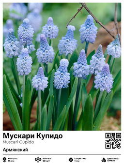 Мускари Cupido - Голландские луковицы фото 2