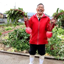 Японский Розовый Акадайкон — Ивакуни Ямагучи — 岩国赤大根 — Akadaikon Iwakuni Yamaguchi