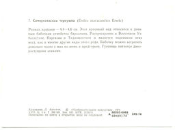 Открытка бабочки  Самаркандская чернушка