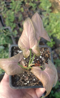 Сингониум Регина Ред