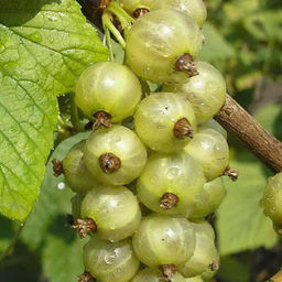 Смородина черная Снежная Королева (зеленоплодная) 30-40 см