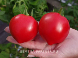 Томат Анфиса - Партнер фото 5