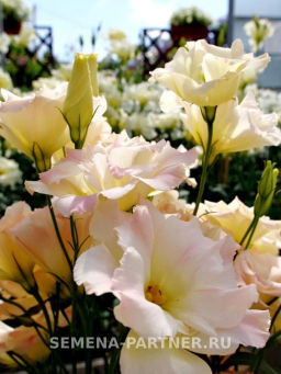 Эустома срезочная махровая шампань Мадам Баттерфляй - Партнер фото 4