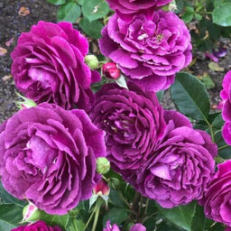 Роза флорибунда Эбб Тайд - 7цветов фото 2