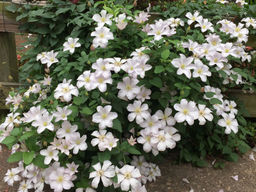 Клематис Huldine (Хулдин)