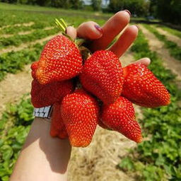 Клубника Ами А 10шт/пучок