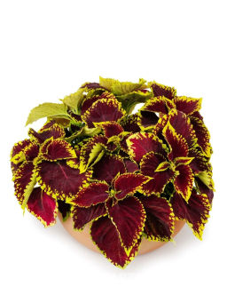 Колеус шлемниковидный крупнолистный Биг Бэн Скарлет - Партнер фото 5