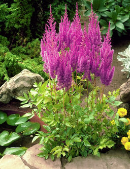 АСТИЛЬБА Суперба Разбор 2/3 n Кол-во упак., шт 1