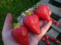 Клубника Альба