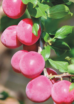 Слива Алыча Кубанская комета (саженец с этикеткой) 1шт